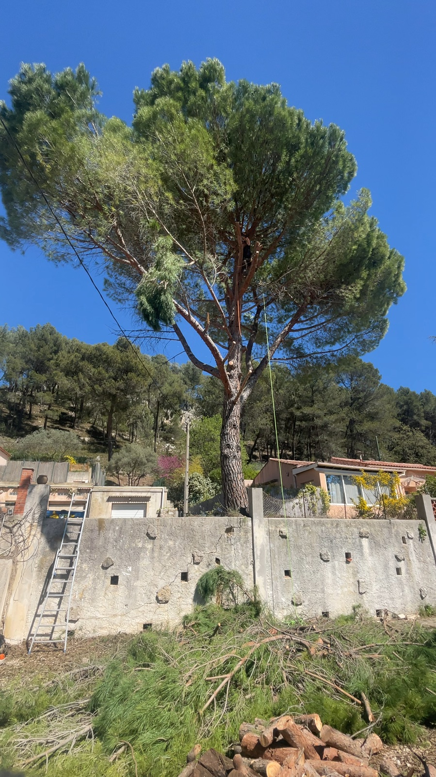 Gros pin avant son abattage par ABP Jardins & Terrassements à Auriol