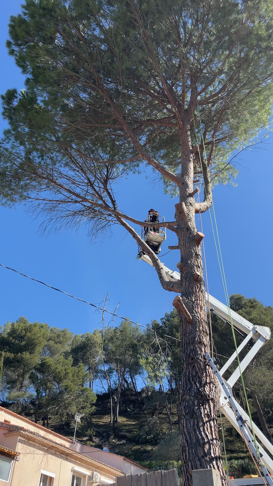 Grimpeur équipé de cordes dans le gros pin lors du chantier d’abattage à Auriol